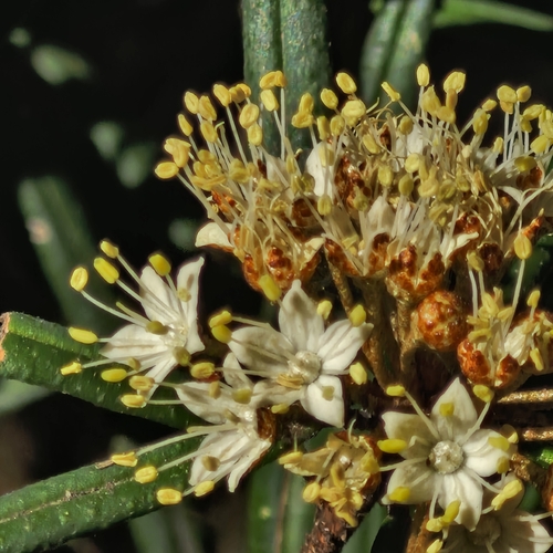 Phebalium squamulosum, photograph 1