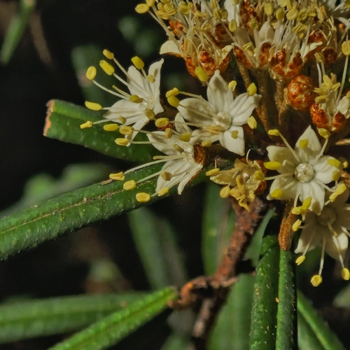 Phebalium squamulosum, photograph 2