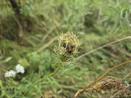 wild carrot