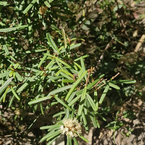 Phebalium squamulosum, photograph 3