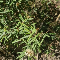 Phebalium squamulosum, photograph (c) ronavery, some rights reserved (CC BY)