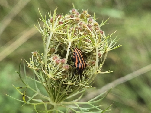 Continental Striped Shield Bug