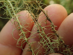 Usnea angulata