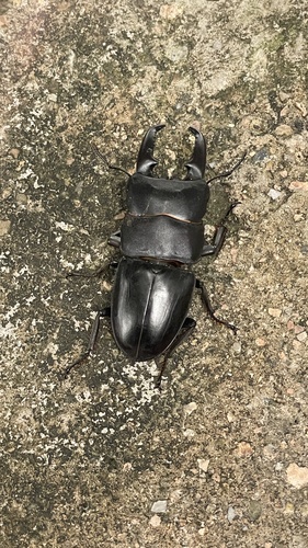 Serrognathus titanus platymelus