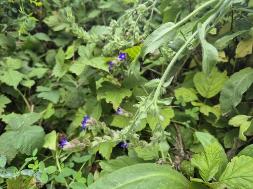 common alkanet