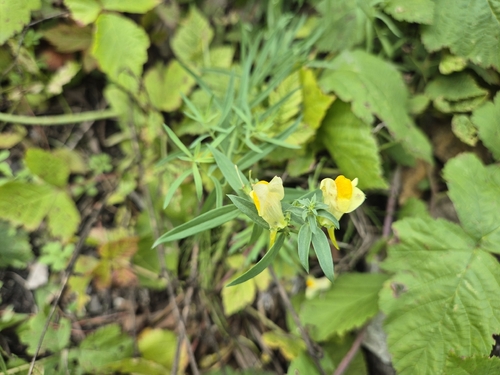 common toadflax