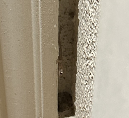 Lepidodactylus lugubris observed 2026-09-18