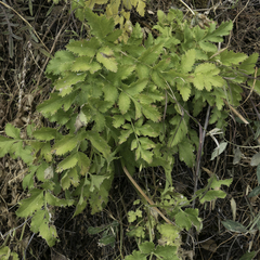 Tauschia hartwegii