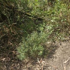 Phebalium squamulosum, photograph (c) ronavery, some rights reserved (CC BY)