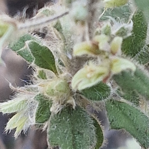 Xanthosia pilosa, photograph 1