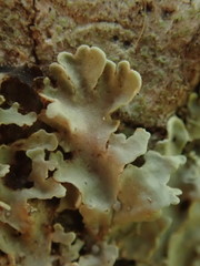 Pannaria leproloma