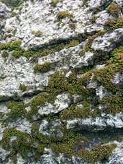 Zygodon viridissimus