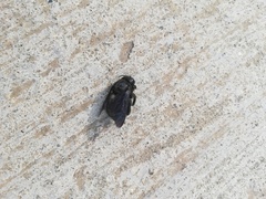 Xylocopa gualanensis