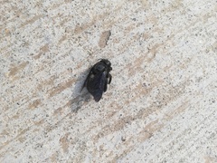 Xylocopa gualanensis