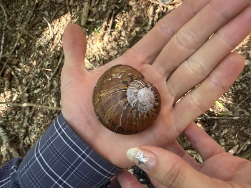 Giant Panda Snail