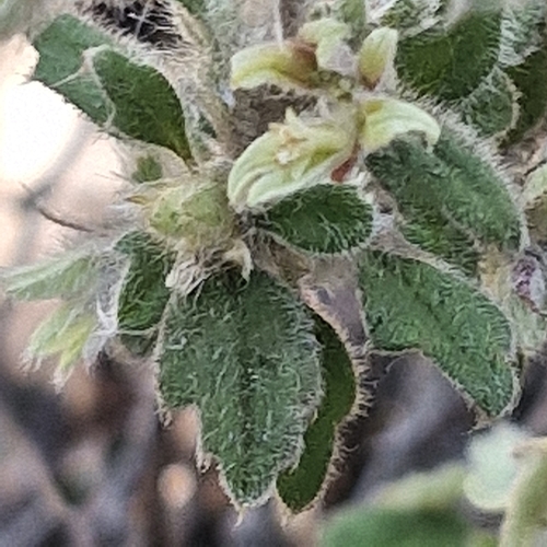 Xanthosia pilosa, photograph 2