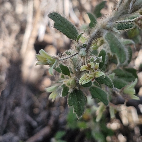 Xanthosia pilosa, photograph 3