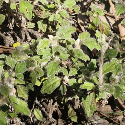 Xanthosia pilosa, photograph 4