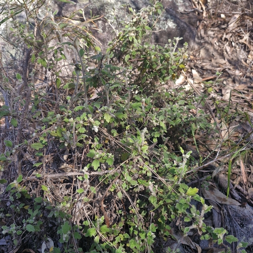 Xanthosia pilosa, photograph 5