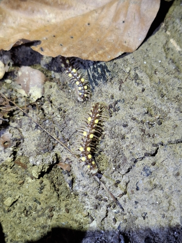 Collared flat-backed millipede