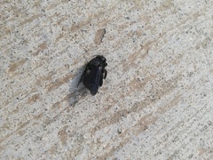 Xylocopa gualanensis