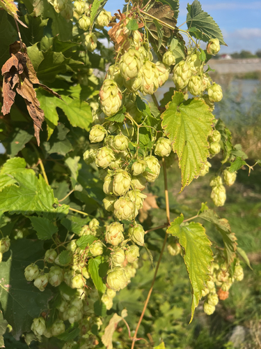 common hops