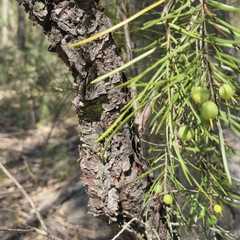 Persoonia linearis
