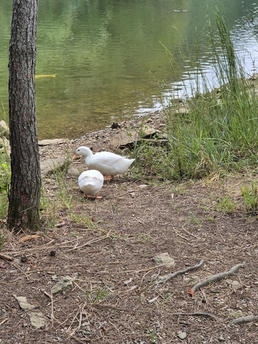 Domestic Mallard