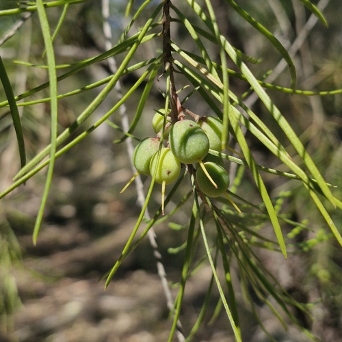Persoonia linearis, photograph 1