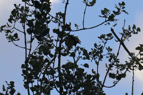 Common Raven