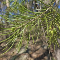 Persoonia linearis, photograph (c) ronavery, some rights reserved (CC BY)