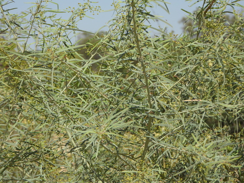Acacia victoriae, photograph 4