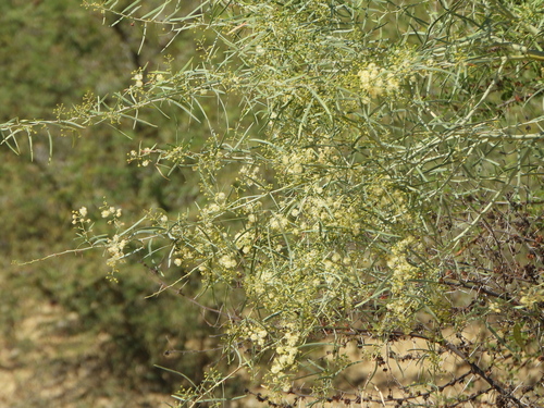 Acacia victoriae, photograph 2