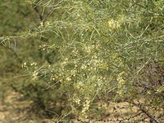 Acacia victoriae, photograph author not stated, no rights reserved