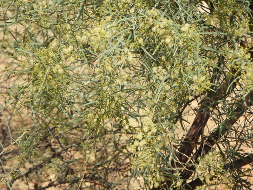 Acacia victoriae, photograph 3