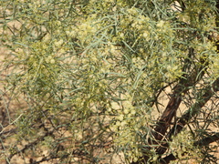 Acacia victoriae, photograph author not stated, no rights reserved