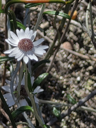 Argentipallium obtusifolium observed 2026-09-19
