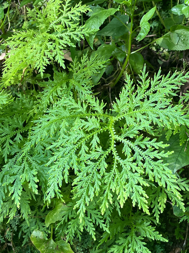 Selaginella delicatula observed 2026-09-14