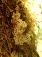 Roccellinastrum neglectum