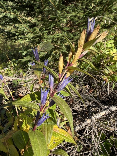 willow gentian