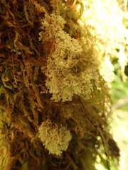 Roccellinastrum neglectum