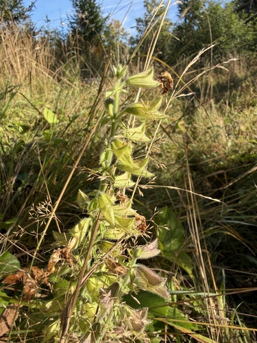 Sticky Sage