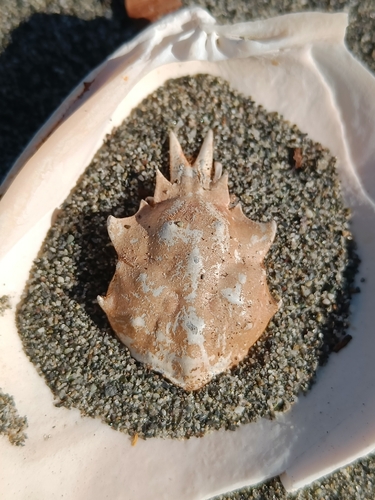 Graceful Kelp Crab