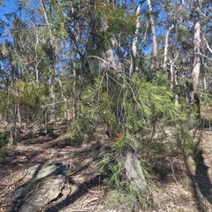 Persoonia linearis, photograph (c) ronavery, some rights reserved (CC BY)
