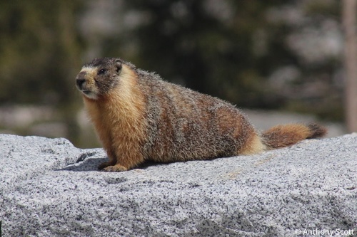 Yellow-bellied Marmot