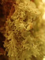 Roccellinastrum neglectum