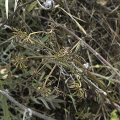 Tauschia hartwegii