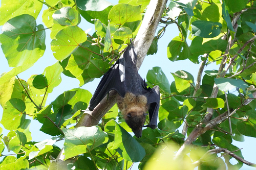Pteropus mariannus observed 2026-09-19