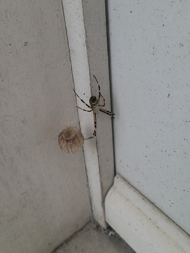 Wasp Spider