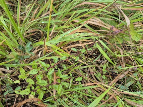 Oregano